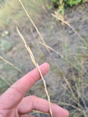 Pseudoroegneria stipifolia