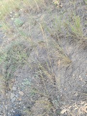 Pseudoroegneria stipifolia