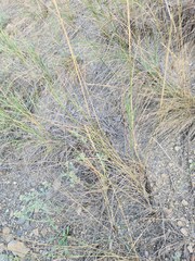 Pseudoroegneria stipifolia