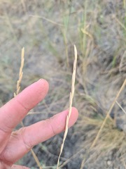 Pseudoroegneria stipifolia