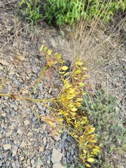 Ferulago galbanifera