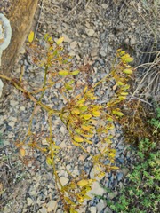 Ferulago galbanifera