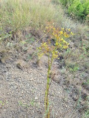 Ferulago galbanifera