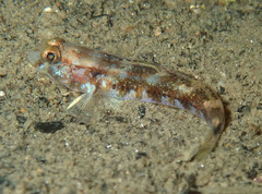 Gobius roulei
