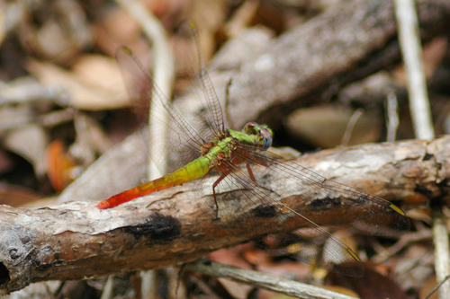 Viridithemis viridula