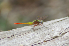 Viridithemis viridula