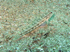 Gobius roulei