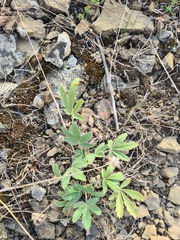 Potentilla astracanica