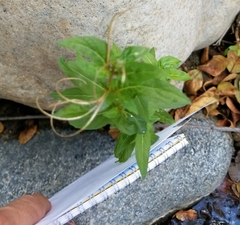Epilobium glaberrimum