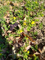 Medicago lupulina