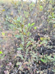 Spiraea crenata