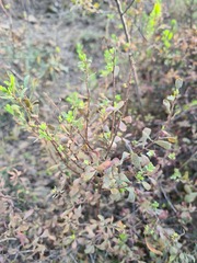 Spiraea crenata