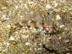 Gobius roulei