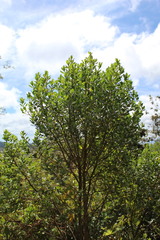 Baccharis vaccinioides