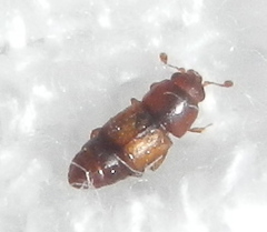 Carpophilus nepos