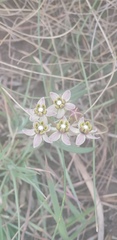 Asclepias flexuosa