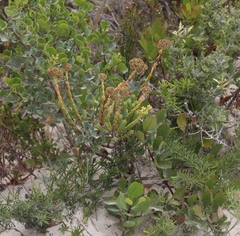 Crassula subulata fastigiata