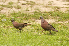 Nesoenas picturatus