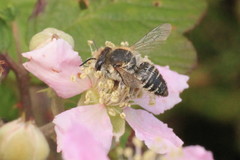 Megachile leachella