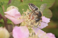 Megachile leachella