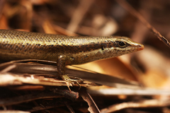 Trachylepis sechellensis