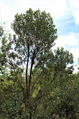 Baccharis vaccinioides