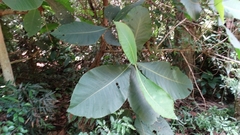 Bathysa australis