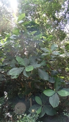 Bathysa australis