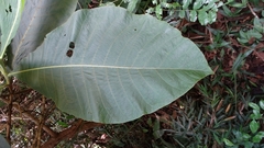 Bathysa australis