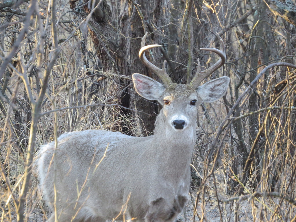 White-tailed deer - Wikipedia