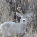 Coues's White-tailed Deer - Photo (c) Pete Siminski, some rights reserved (CC BY-NC), uploaded by Pete Siminski
