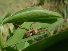 Pisaura mirabilis