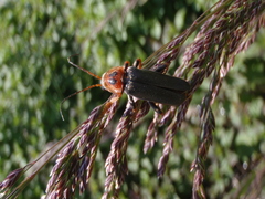 Cantharis annularis
