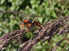 Cantharis annularis