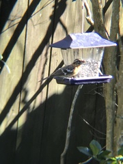 Pheucticus ludovicianus