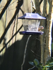 Pheucticus ludovicianus