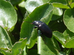 Zabrus tenebrioides
