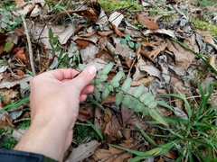 Pellaea atropurpurea