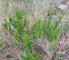 Acalypha glandulifolia