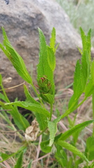 Acalypha glandulifolia