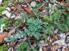 Pellaea atropurpurea