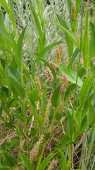 Acalypha peduncularis