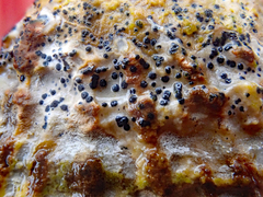 Collemopsidium ostrearum