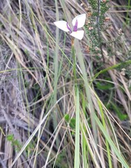 Moraea modesta