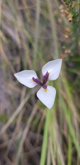Moraea modesta