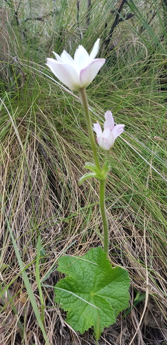 Wind Flower (Knowltonia afra)