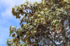 Chiranthodendron pentadactylon