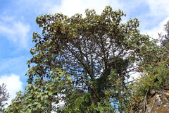 Chiranthodendron pentadactylon