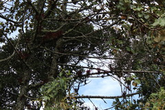 Chiranthodendron pentadactylon