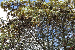 Chiranthodendron pentadactylon